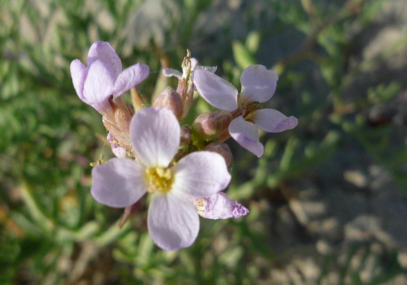 High Resolution Cakile maritima Flower